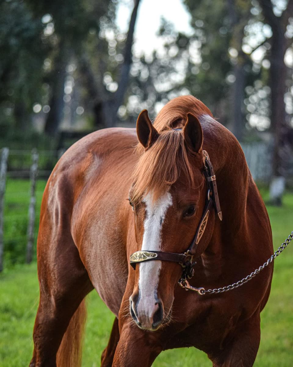 Cabeza de As Cowboy Starlight con su cabezada
