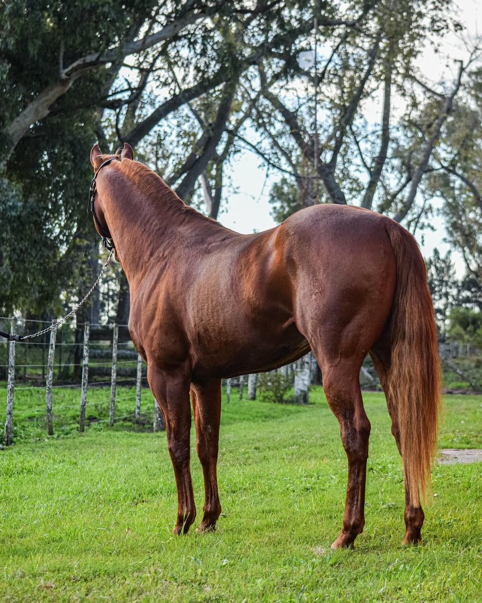 As Cowboy Starlight, padrillo alazán, parado de costado en el pasto