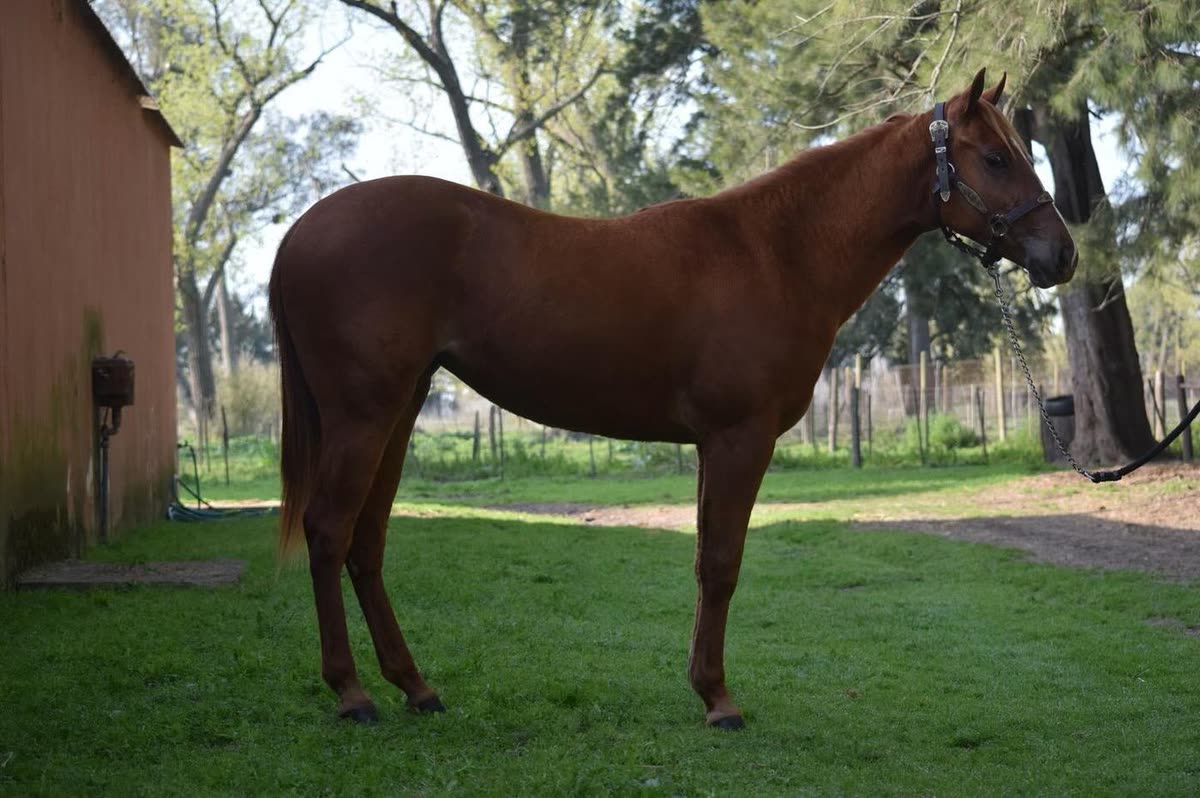 OL Chica Dash, potranca alazana, parada de costado junto a un galpón