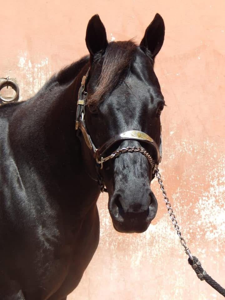 Cabeza de Oroite Cash To Tet, padrillo negro