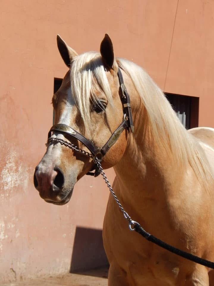 Cabeza de Oroite Made Streak, padrillo palomino de crines claras